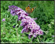 Buddleia - Albero delle farfalle
