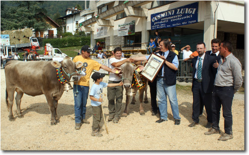 Mostra zootecnica razza bruna Serina