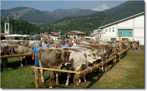 Mostra zootecnica razza bruna Serina