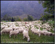 Pecore a Valnegra, verso la pianura